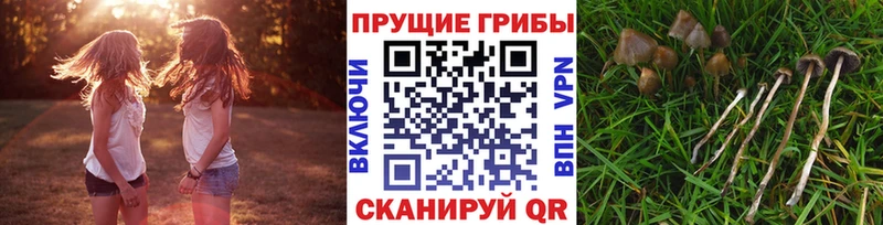 Галлюциногенные грибы Psilocybine cubensis  Зерноград 